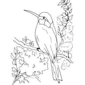 Bee Eater Sketch