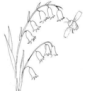 Bluebells Sketch
