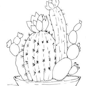 Cactus Sketch