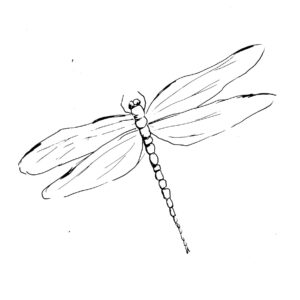 Dragonfly Sketch