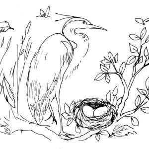 Grey Heron Sketch