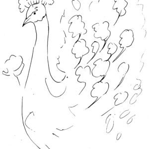 Peacock Sketch