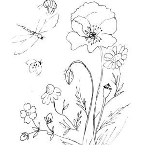 Meadow Poppy Sketch