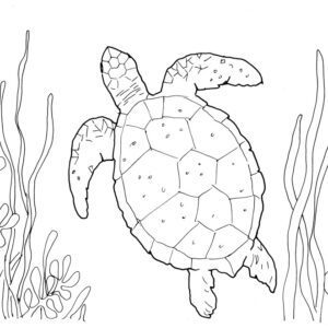 Sea Turtle Sketch