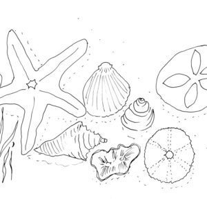 Seashells Sketch