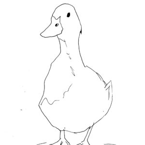 Duck Sketch