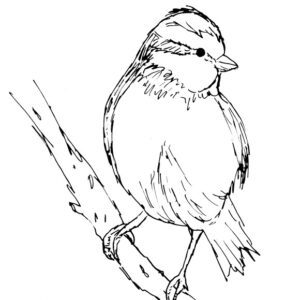 Bluetit Sketch