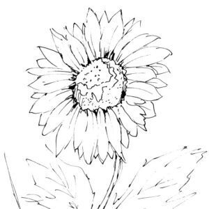 Sunflower Sketch