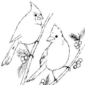 Red Cardinal Pair Sketch