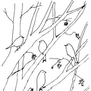 Crows in Elder Sketch