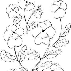 Pansies Sketch III