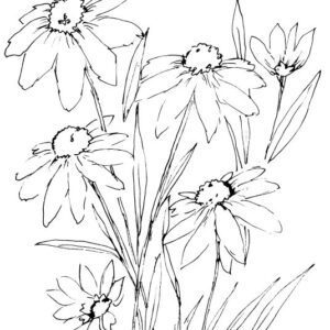 Black Eyed Susans Sketch