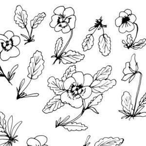 Viola Pansies Sketch