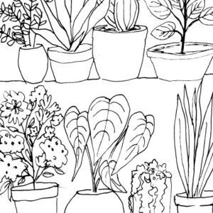 House Plants Sketch IV