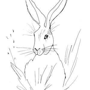 Easter Hare Sketch